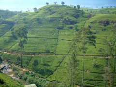 08-Tea plantations